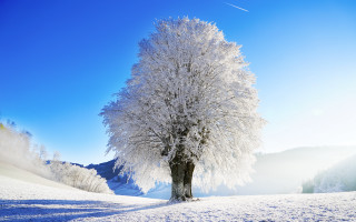 Snowy field tree blue sky - german romanticism free wallpaper