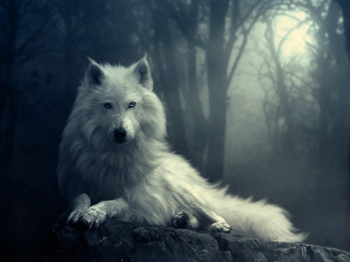 White wolf sitting rock forest - foggy sky above free wallpaper
