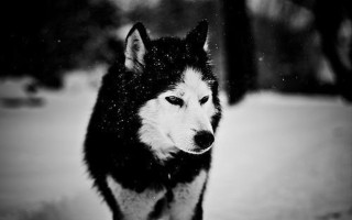 Husky dog snow sad look - husky free wallpaper for desktop