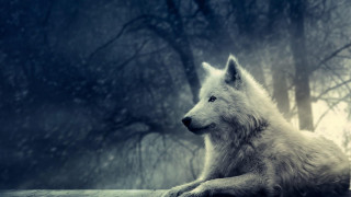 White wolf wooden ledge forest 3 - a white wolf free wallpaper