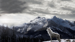 Lone wolf snowy mountain cloudy - a snowy mountain top free wallpaper
