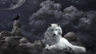 White wolf rock night crow - free dogs wallpaper for desktop