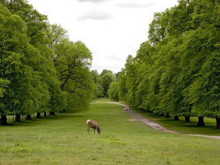 Horse grazing field trees road - david inshaw free wallpaper