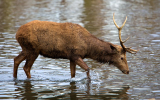 Deer horns water fish ecological - edwin landseer free wallpaper