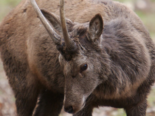 Deer horns field grass dirt - horn free wallpaper