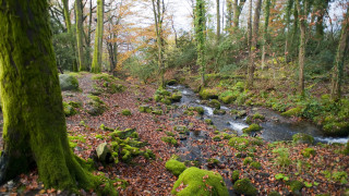 Stream lush forest mossy ground - covered ground free wallpaper