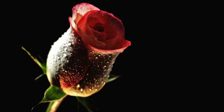 Red rose water droplets black - a single red rose free wallpaper