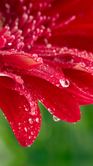 Red flower water droplets petals - free rain wallpaper for mobile