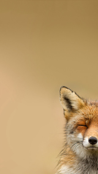 Red fox eyes closed blurry - arie smit free wallpaper for mobile