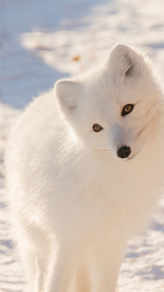 White fox snow curious looking - free dogs wallpaper for mobile