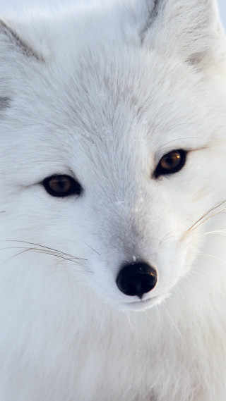 White fox brown eyes camera - a blurry background of snow free wallpaper