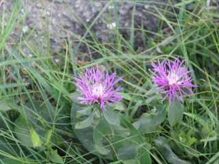 Purple flowers rock wall grass - two purple flower free wallpaper