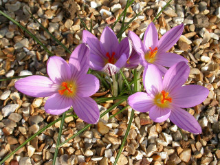 Purple flowers gravel ground rocks - ground next free wallpaper
