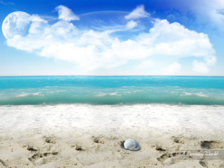Seashell sandy beach blue sky 2 - a half moon free wallpaper