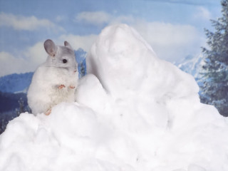 White mouse snow mountain sky - top of a pile free wallpaper