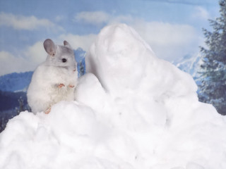 White mouse snow mountain surrealism 3 - surrealism free wallpaper