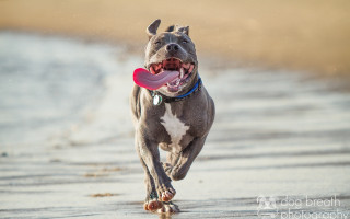 Dog running beach frisbee tongue 2 - a frisbee free wallpaper