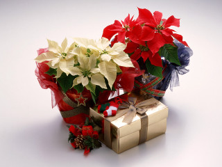 Gift box bouquet flowers present - a gift box free wallpaper