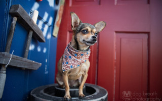 Small dog bandana tire red - a blue door free wallpaper