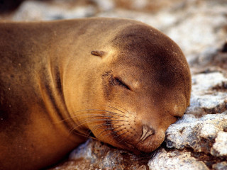Seal laying rock eyes closed 2 - its eye free wallpaper