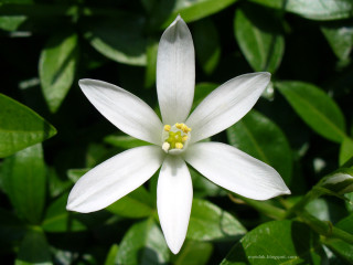White flower yellow center green 8 - simple form free wallpaper