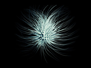 White flower black background raytraced - thin free wallpaper for desktop