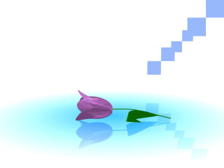 Single flower water blue white - a single flower free wallpaper