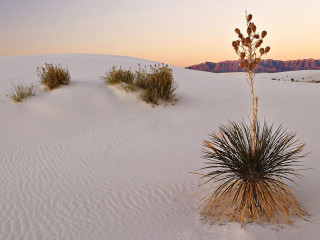 Small plant desert sunset mountains - single free wallpaper