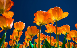 Orange flower blue sky macro 2 - dirck van der lisse free wallpaper