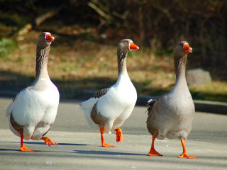Three geese orange feet walking - the other free wallpaper