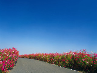 Flower field blue sky road - the flower free wallpaper