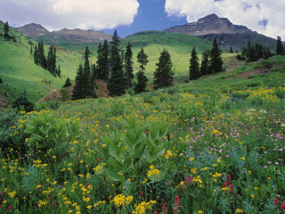 Wildflowers mountains trees clouds nature - a mountain range free wallpaper