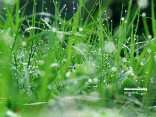 Dew grass macro blurry nature 2 - dew free wallpaper