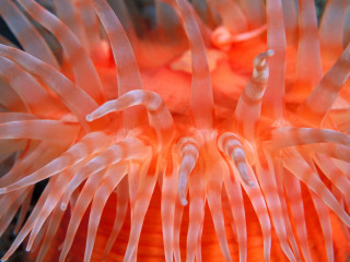 Orange anemone white stripe macro - tentacle free wallpaper