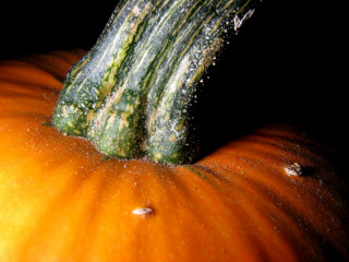 Pumpkin water droplets closeup black 4 - fall vibrancy free wallpaper