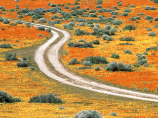 Dirt road orange flowers bushes - a dirt road in a field free wallpaper