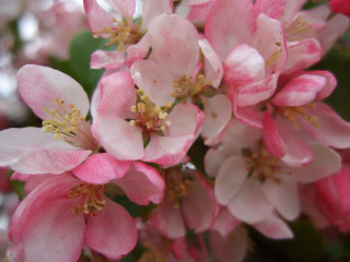 Pink flowers branch bokeh closeup - a close up of a bunch free wallpaper
