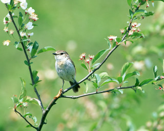 Small bird perched branch tree 4 - clara miller burd free wallpaper
