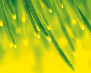 Green plant water drops yellow - a green plant free wallpaper