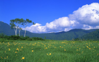 Field flowers trees mountains clouds 2 - white cloud free wallpaper