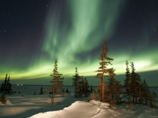 Green aurora snowy landscape trees - tree and snow free wallpaper