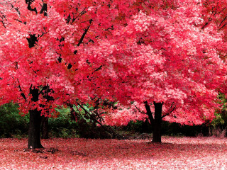 Trees red leaves bench autumn - red leaf free wallpaper for desktop