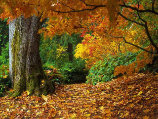 Forest path leaves yellow red - the ground and trees free wallpaper