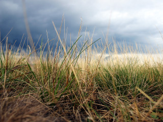 Field grass clouds sky blue - the background and a sky free wallpaper