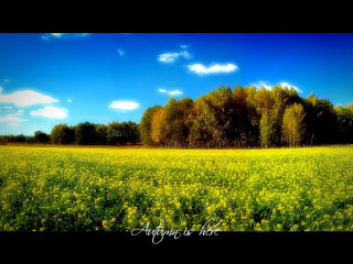 Yellow flowers trees blue sky 5 - yellow flower and trees free wallpaper