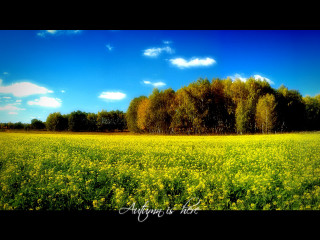 Yellow flowers trees blue sky 7 - yellow flower and trees free wallpaper
