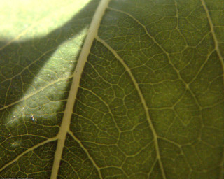 Leaf closeup shadow light nature - macro len free wallpaper