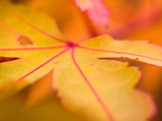Close up leaf yellow background - anne dunn free wallpaper