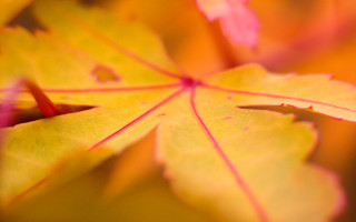 Close up leaf blurry background 2 - anne rigney free wallpaper
