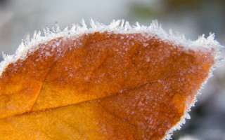 Leaf snow frost ice macro - a close up of a leaf free wallpaper
